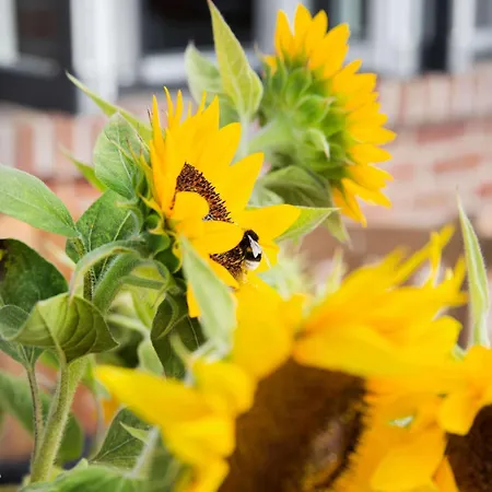 Reetdorf Geltinger Birk Kuenstlerkate Abendrot Feriehus Nieby (Nieby, Schleswig-Flensburg)